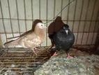 Pigeons for sale