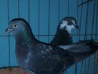 PIGEON Master Pair