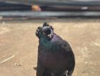 pigeon