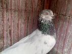Pigeon