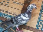 pigeon sell