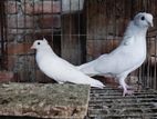 Pigeon/ কবুতর‌