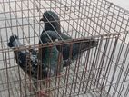 Pigeon sale