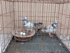 Pigeons for sell