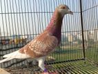 Pigeon sell