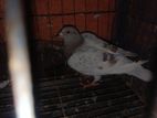 pigeon