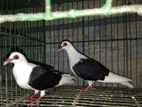 PIGEON Master Pair