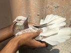 Pigeons for sell