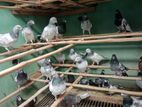 Pigeon Sell