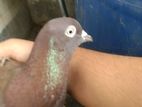 Pigeon