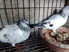 Pigeon brid