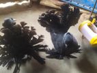 Pigeon sell