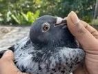 Pigeon