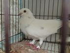 Pigeon Kobutor