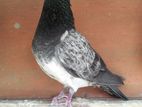 Pigeon