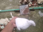 Pigeon Bird