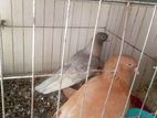 Pigeon