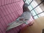 Pigeon for sell