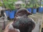 Pigeon Bird