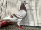 Pigeon