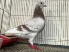 Pigeon