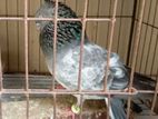 Pigeon for sell