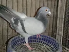 Pigeon for Sale