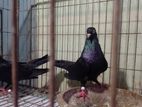 Pigeon For Sale
