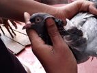 pigeon sell