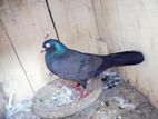 Pigeon for sell