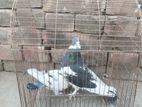 PIGEON Master Pair