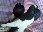 pigeon bird for sale