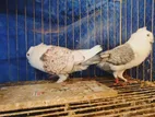 Pigeon For Sale