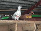 Pigeon Bird