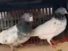 Pigeon for sell