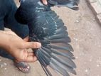 pigeon for sell