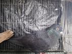 Pigeon For sell