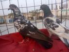 Pigeon For Sell