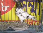 Pigeon/Kabutor/ কবুতর