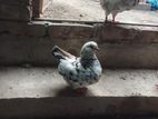 Pigeon কবুতর