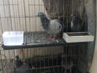 pigeon khacha