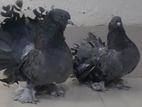 Pigeon / Kobutor