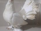 Pigeon / Kobutor কবুতর লক্ষ্যা