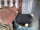 Pigeon master pair sell