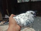 Pigeon pair for sell