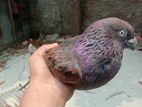 pigeon pair for sell