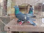 pigeon pair for sell