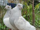 Pigeon pair. kobutor jora.