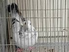 Pigeon racer for sell