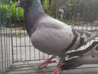 Pigeon ( Racer)